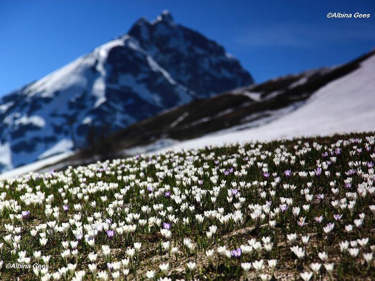 K_2024_05_11_StMoritz_Signalbahn_IMG_7717