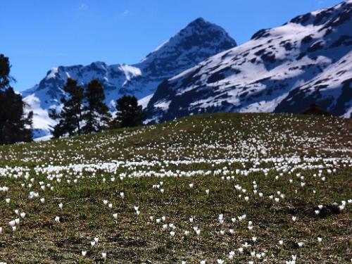 K_2024_05_11_StMoritz_Signalbahn_IMG_7759