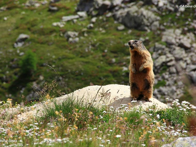 K_2023_07_02_ValDArlas_LajDiavolezza_IMG_7036