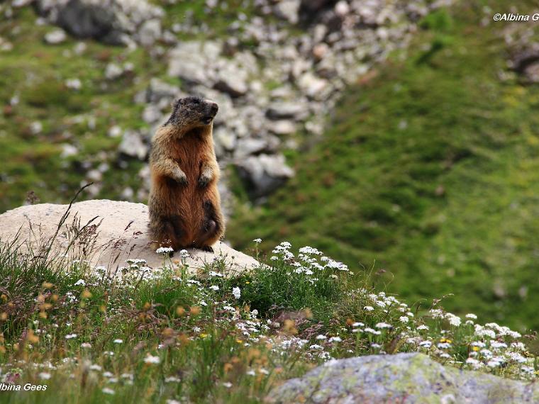 K_2023_07_02_ValDArlas_LajDiavolezza_IMG_7038