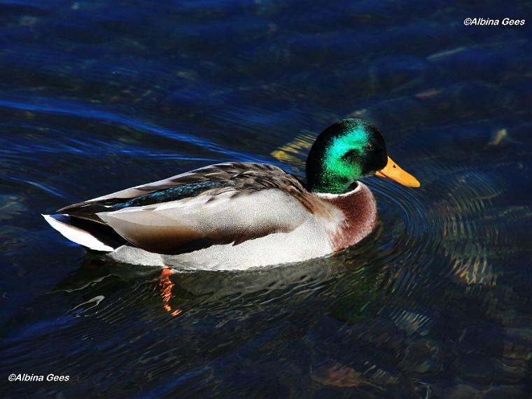 K_2023_10_28_St.Moritz_IMG_4309