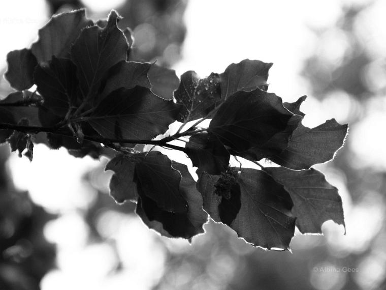 2018_05_14_Ems_Tamins_IMG_1954